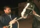 तूफानी क्रिकेटर ने जोधपुर से खरीदा 1 करोड़ का घोड़ा, जानिए कौन है खिलाड़ी तथा कैसा है घोड़ा
